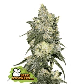 GIRL SCOUT COOKIES (Seedstockers) Semillas de marihuana feminizadas de colección, cogollo.