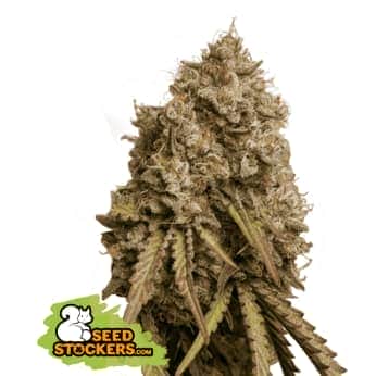 GORILLA COOKIES (Seedstockers) Semillas de marihuana feminizadas de colección, cogollo.