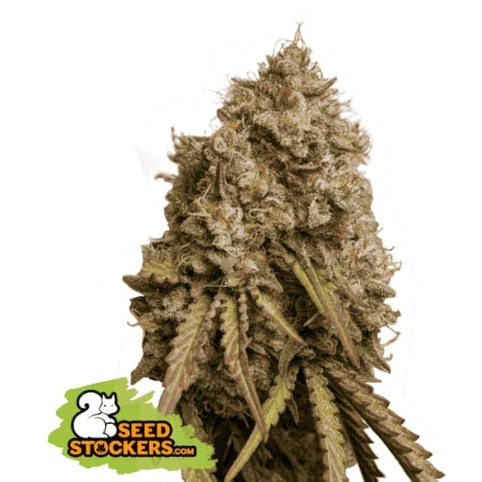 GORILLA COOKIES (Seedstockers) Semillas de marihuana feminizadas de colección, cogollo.