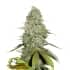 GORILLA GLUE (Seedstockers)