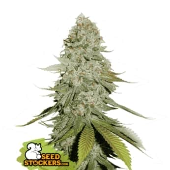 GORILLA GLUE (Seedstockers) Semillas de marihuana feminizadas de colección, cogollo.