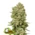 GREEN CRACK (Seedstockers) Semillas de marihuana feminizadas de colección, cogollo.