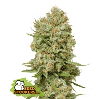 GREEN CRACK (Seedstockers) Semillas de marihuana feminizadas de colección, cogollo.