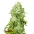 PINEAPPLE (Seedstockers)
