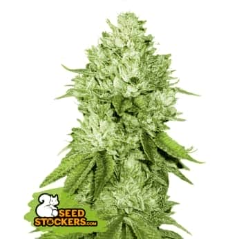 PINEAPPLE (Seedstockers) Semillas de marihuana feminizadas de colección, cogollo.
