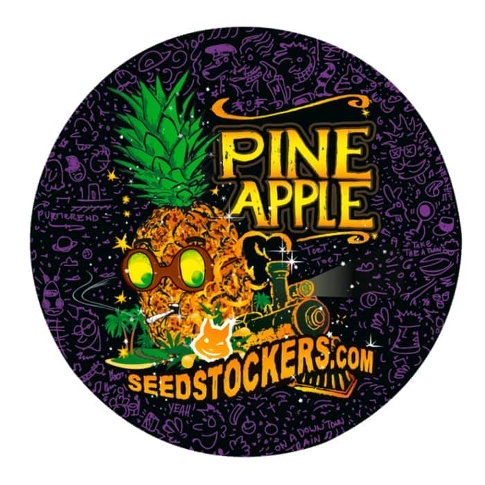 PINEAPPLE (Seedstockers) Semillas de marihuana feminizadas de colección, cogollo.