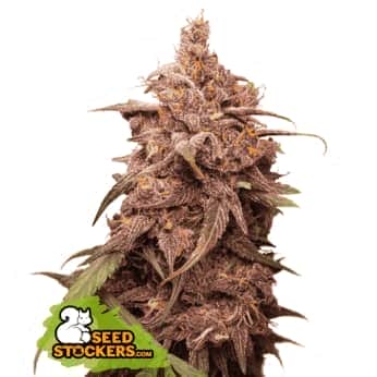 PURPLE PUNCH (Seedstockers) Semillas de marihuana feminizadas de colección, cogollo.