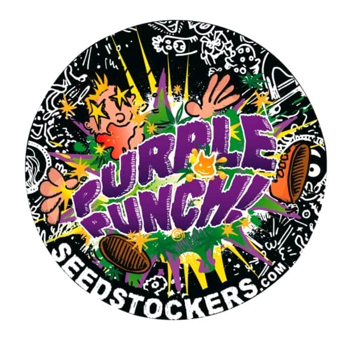 PURPLE PUNCH (Seedstockers) Semillas de marihuana feminizadas de colección, logo.