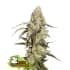 RUNTZ (Seedstockers) Semillas de marihuana feminizadas de colección, cogollo.