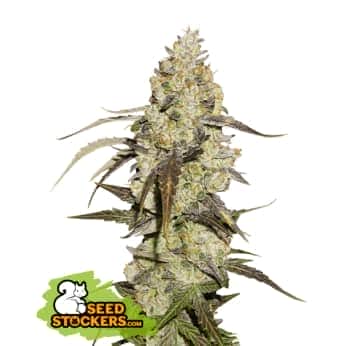 RUNTZ (Seedstockers) Semillas de marihuana feminizadas de colección, cogollo.