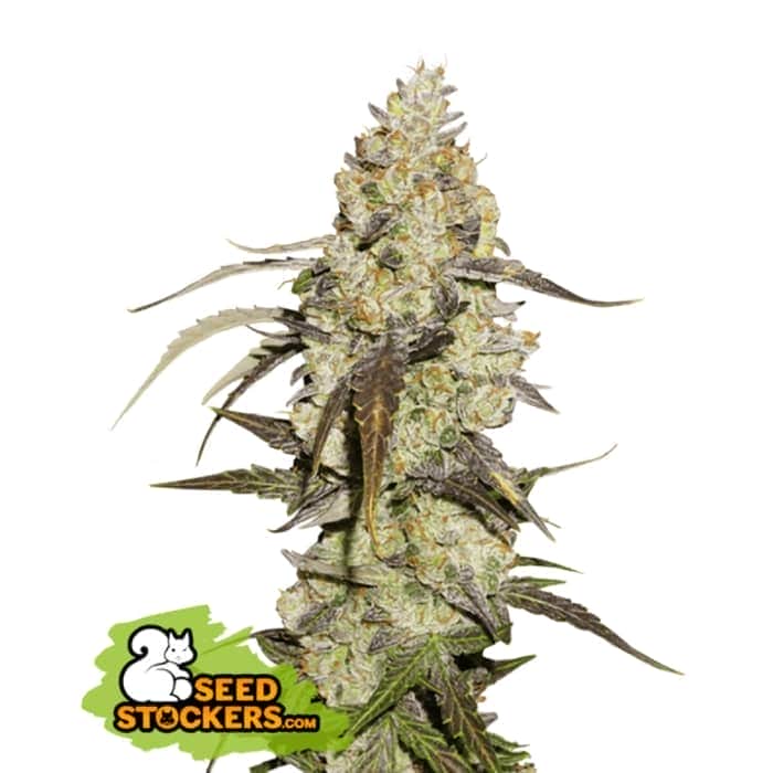 RUNTZ (Seedstockers) Semillas de marihuana feminizadas de colección, cogollo.