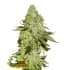 SHERBET (Seedstockers)