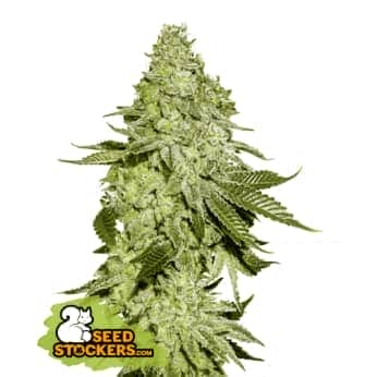 SHERBET (Seedstockers) Semillas de marihuana feminizadas de colección, cogollo.