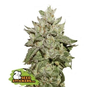 WEDDING CAKE (Seedstockers) Semillas de marihuana feminizadas de colección, cogollo.