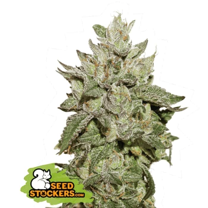 WEDDING CAKE (Seedstockers) Semillas de marihuana feminizadas de colección, cogollo.