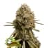 WEDDING GLUE (Seedstockers) Semillas de marihuana feminizadas de colección, cogollo.