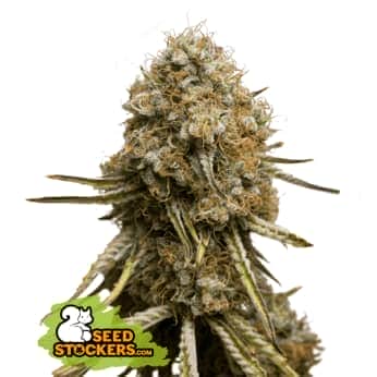 WEDDING GLUE (Seedstockers) Semillas de marihuana feminizadas de colección, cogollo.