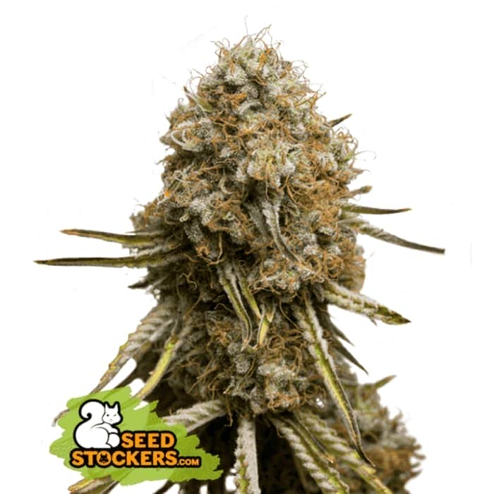 WEDDING GLUE (Seedstockers) Semillas de marihuana feminizadas de colección, cogollo.