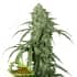 AUTO CBD 1:1 SILVER LIME HAZE (Seedstockers) Semillas de marihuana feminizadas autoflorecientes CBD de colección, cogollo.