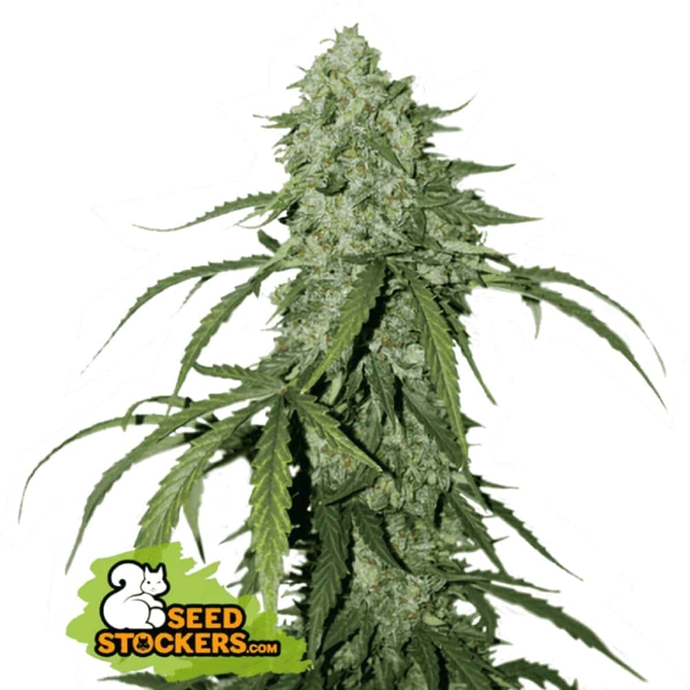 AUTO CBD 1:1 SILVER LIME HAZE (Seedstockers) Semillas de marihuana feminizadas autoflorecientes CBD de colección, cogollo.