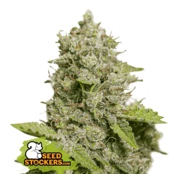 AUTO CBD CRITICAL XXL (Seedstockers) Semillas de marihuana autoflorecientes feminizadas CBD de colección, cogollo.