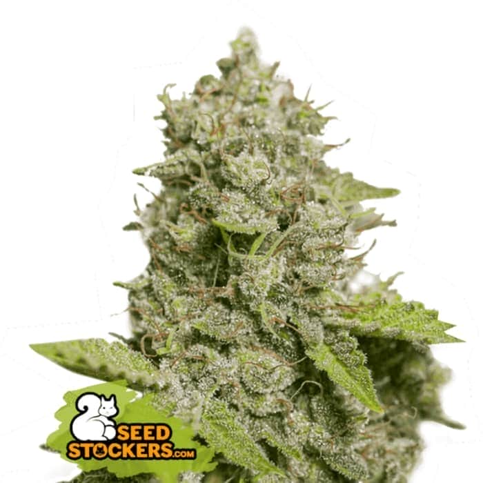 AUTO CBD CRITICAL XXL (Seedstockers) Semillas de marihuana autoflorecientes feminizadas CBD de colección, cogollo.