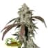 NORTHERN LIGHTS CBD (Seedstockers) Semillas de marihuana feminizadas CBD de colección, cogollo.