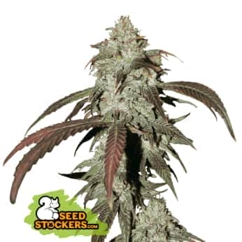 NORTHERN LIGHTS CBD (Seedstockers) Semillas de marihuana feminizadas CBD de colección, cogollo.
