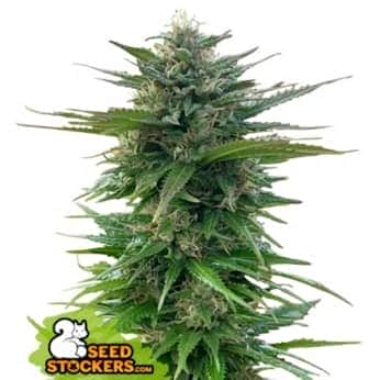 ZERO DUE CBG (Seedstockers) Semillas de marihuana feminizadas CBG de colección, cogollo.