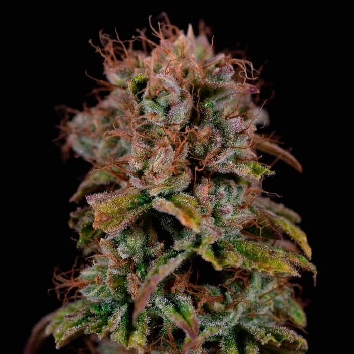 ZERO DUE CBG (Seedstockers) Semillas de marihuana feminizadas CBG de colección, cogollo.