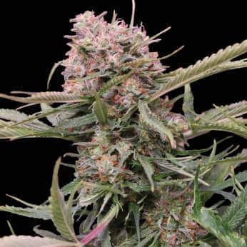 AUTO GIGABUD (G13 Labs) Semillas de marihuana feminizadas autoflorecientes de colección, cogollo.