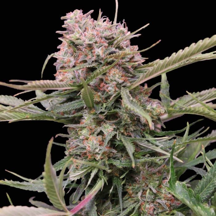 AUTO GIGABUD (G13 Labs) Semillas de marihuana feminizadas autoflorecientes de colección, cogollo.