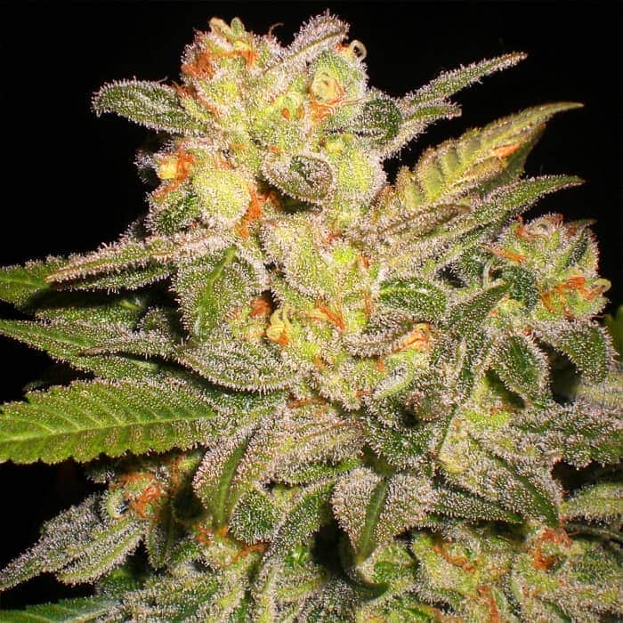 AUTO NORTHERN LIGHTS (G13 Labs) Semillas de marihuana feminizadas autoflorecientes de colección, cogollo.