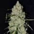 AUTO PINEAPPLE EXPRESS 2 (G13 Labs) Semillas de marihuana feminizadas autoflorecientes de colección, cogollo.