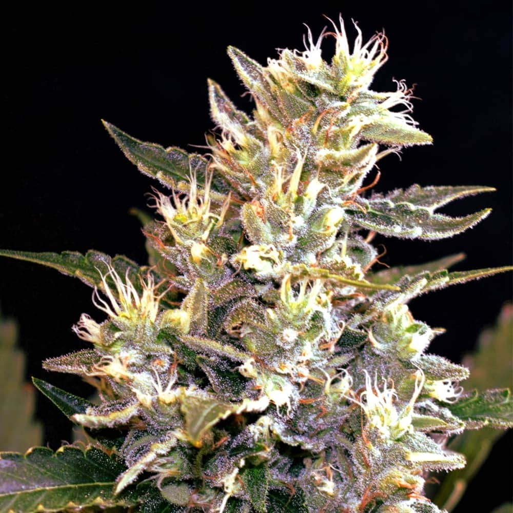 AUTO SUNSET VIBES (G13 Labs) Semillas de marihuana feminizadas autoflorecientes de colección, cogollo.