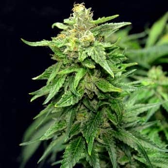 BLUE CINDY (G13 Labs) Semillas de marihuana feminizadas de colección, cogollo.