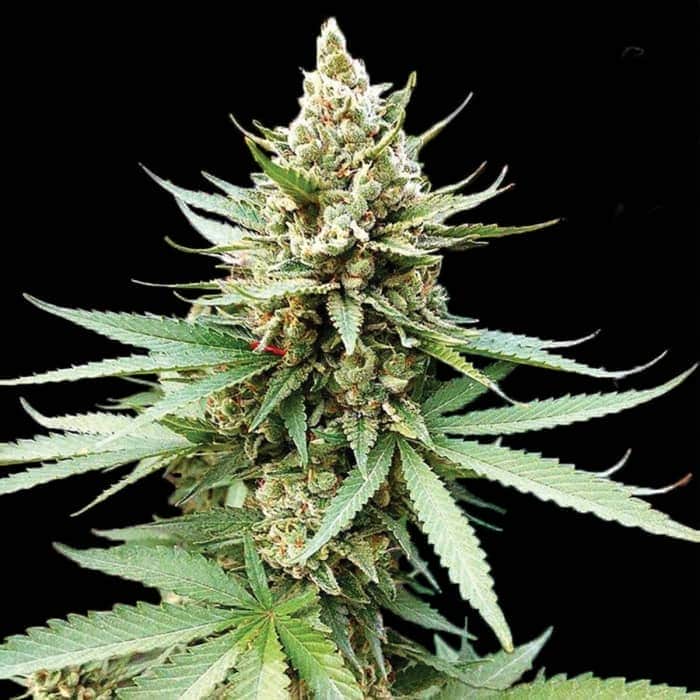 BLUE OG G13 (Labs) Semillas de marihuana feminizadas de colección, cogollo.