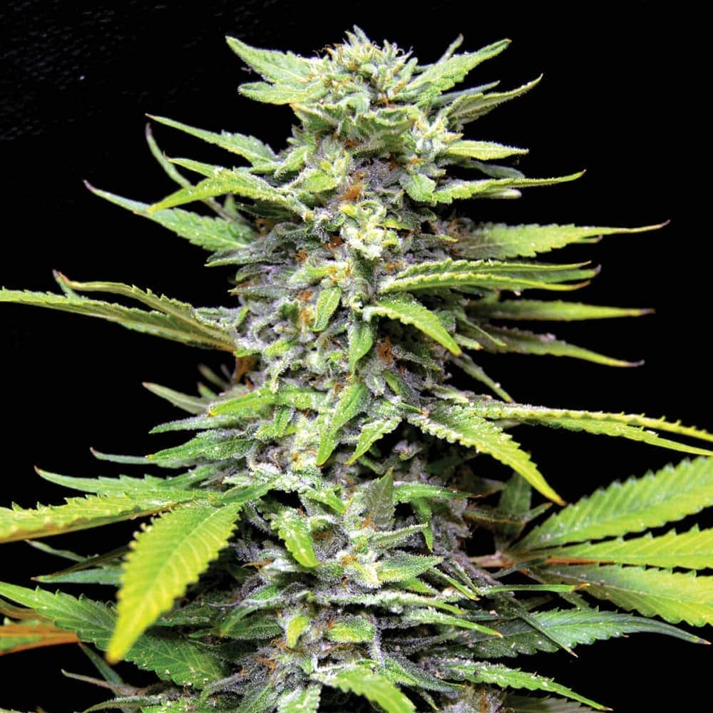 BLUEBERRY GUM (G13 Labs) Semillas de marihuana feminizadas de colección, cogollo.