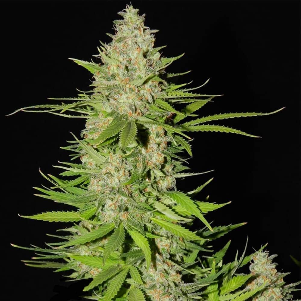 BLUEBERRY GUM #2 (G13 Labs) Semillas de marihuana feminizadas de colección, cogollo.