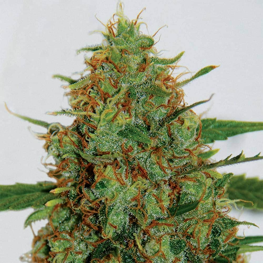 C99 (G13 Labs) Semillas de marihuana feminizadas de colección, cogollo.