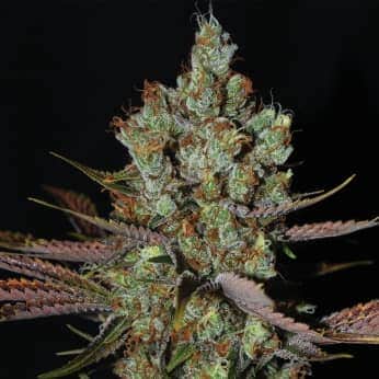 MALTEZERZ (G13 Labs) Semillas de marihuana feminizadas de colección, cogollo.