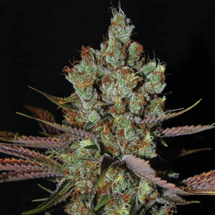 MALTEZERZ (G13 Labs) Semillas de marihuana feminizadas de colección, cogollo.