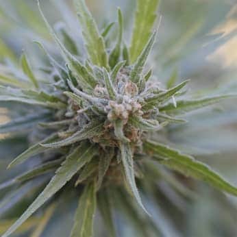 MIDNIGHT KUSH (G13 Labs) Semillas de marihuana feminizadas de colección, cogollo.