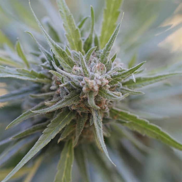 MIDNIGHT KUSH (G13 Labs) Semillas de marihuana feminizadas de colección, cogollo.