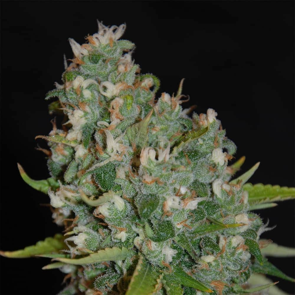 OG13 (G13 Labs) Semillas de marihuana feminizadas de colección, cogollo.