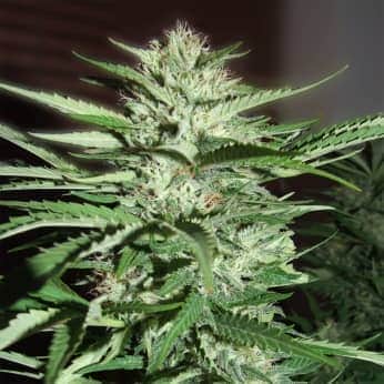 PINEAPPLE EXPRESS (G13 Labs) Semillas de marihuana feminizadas de colección, cogollo.