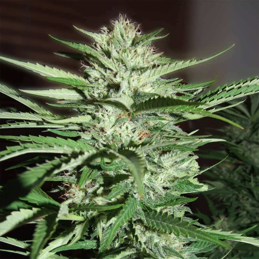 PINEAPPLE EXPRESS (G13 Labs) Semillas de marihuana feminizadas de colección, cogollo.