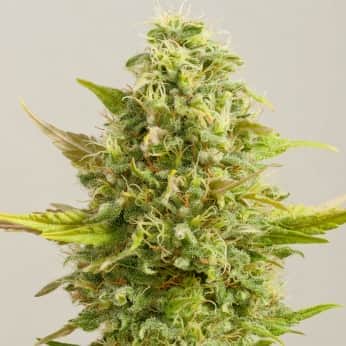 ROYAL KUSH (G13 Labs) Semillas de marihuana feminizadas de colección, cogollo.