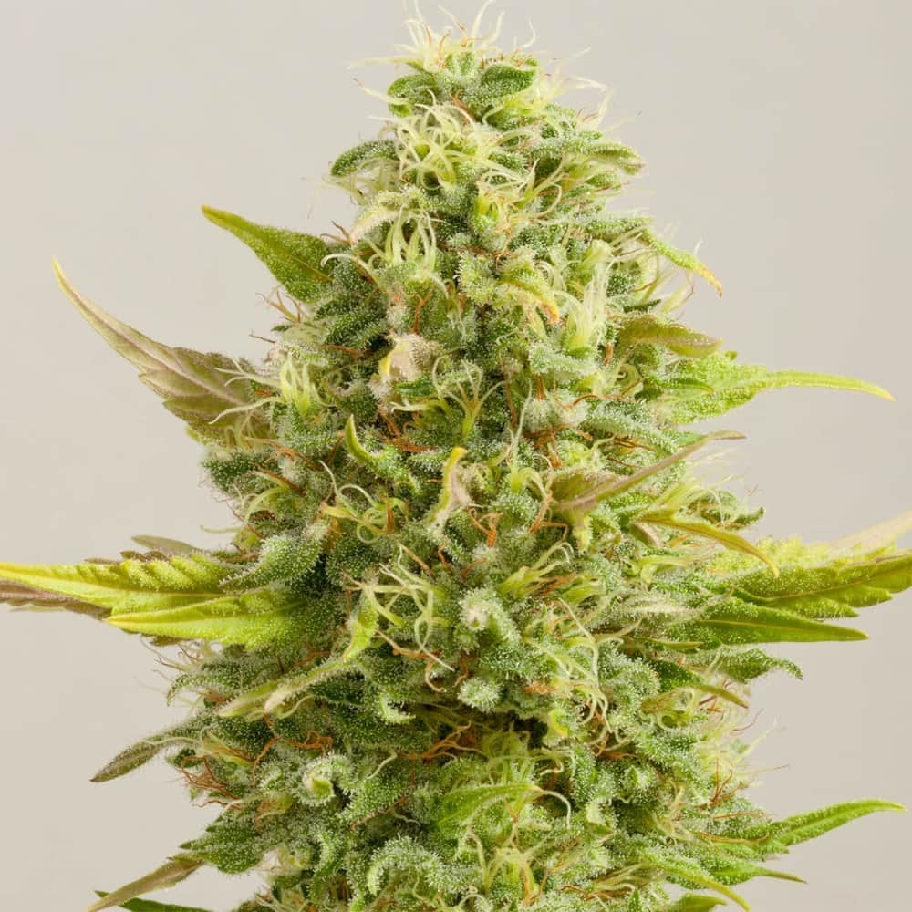 ROYAL KUSH (G13 Labs) Semillas de marihuana feminizadas de colección, cogollo.