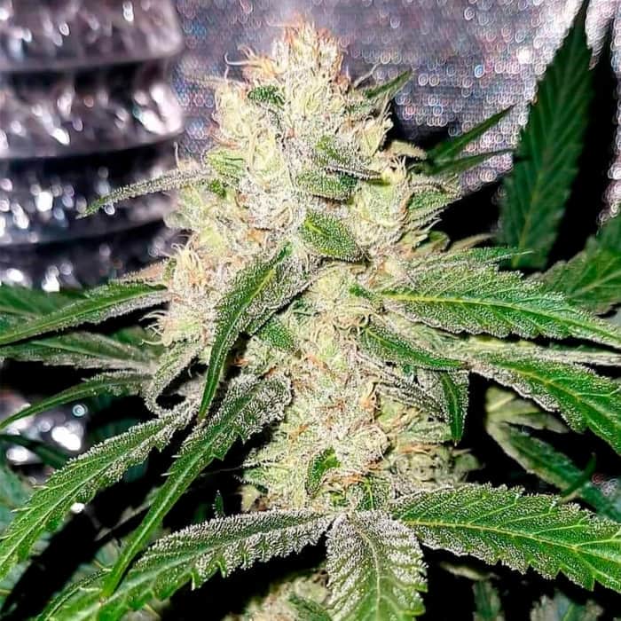 RUNTZ 13 (G13 Labs) Semillas de marihuana feminizadas de colección, cogollo.